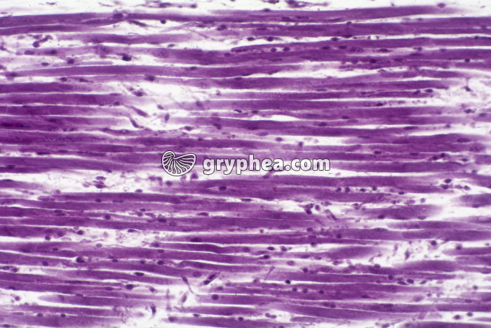 Fibres musculaires - tendon x100 - gryphea.com